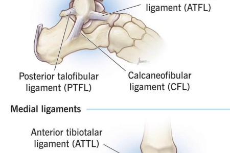 Ankle Ligaments
