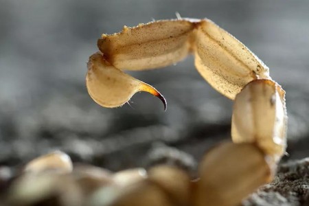 How to Treat a Scorpion Sting at Home