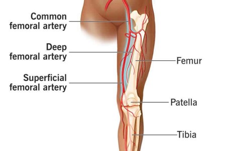 Femoral Artery