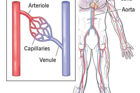 Blood Vessels