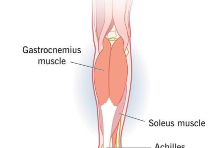 Calf Muscle