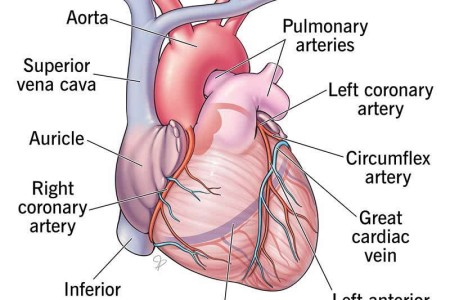 Heart