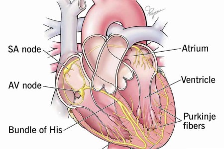 Cardiac Conduction System