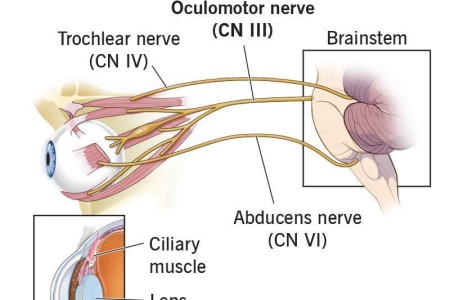 Oculomotor Nerve (CN III)