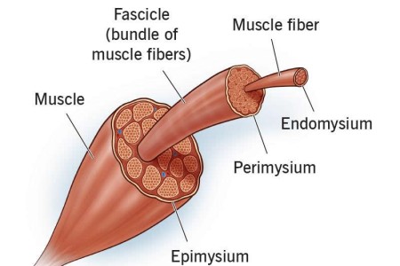 Skeletal Muscle