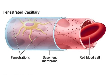 Continuous Capillaries