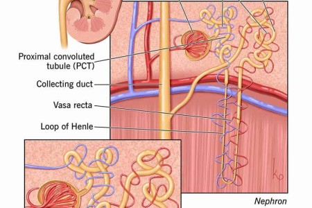Peritubular Capillaries