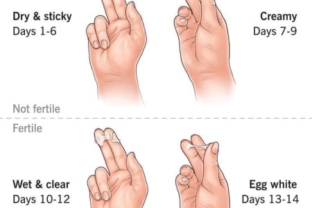 Cervical Mucus