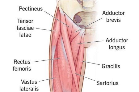 Thigh Muscles