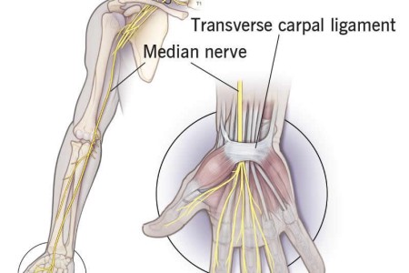 Median Nerve