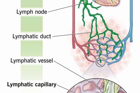 Lymphatic Capillaries