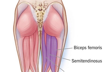 Hamstring Muscles