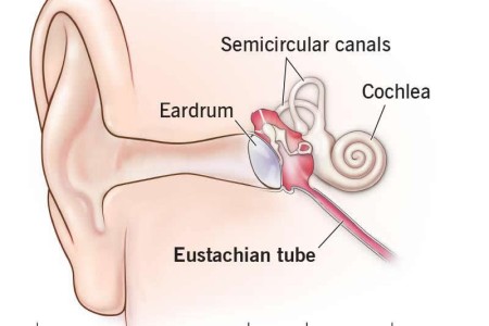 Eustachian Tubes