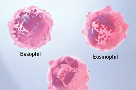 Granulocytes