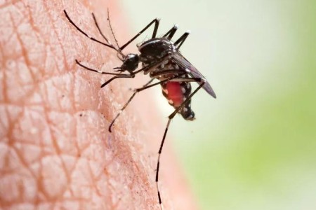 What Happens When a Mosquito Bite Gets Infected?