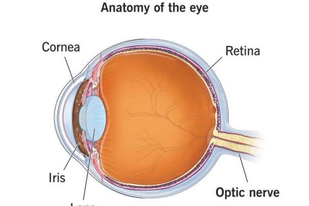 Optic Nerve