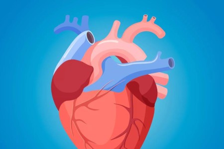 How Making Your Heart Work Harder Makes It Stronger