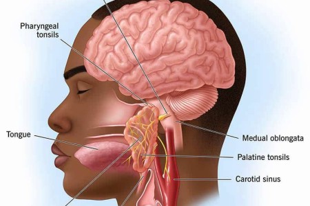 Glossopharyngeal Nerve