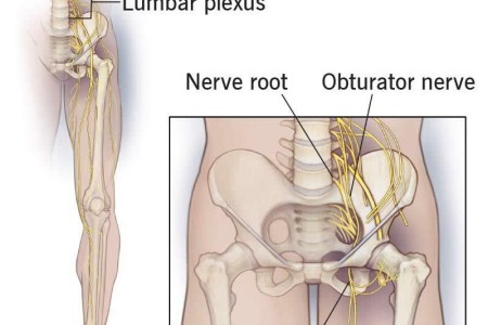 Obturator Nerve