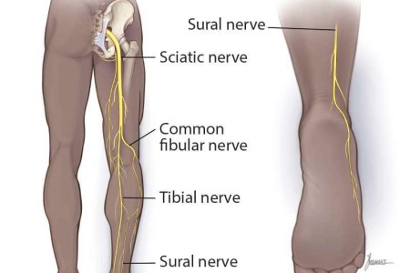 Sural Nerve