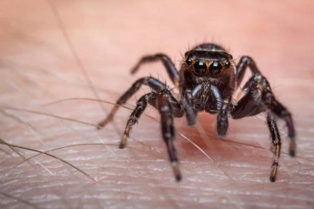 What To Do for a Spider Bite