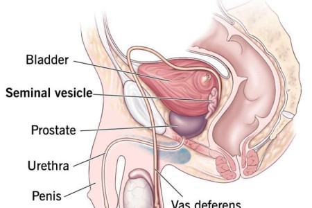 Seminal Vesicle