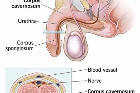 Corpus Cavernosum