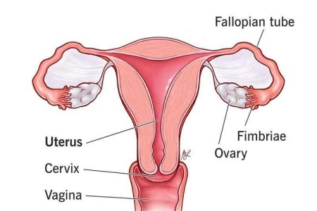 Uterus