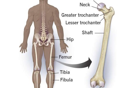 Femur