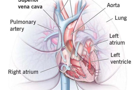 Vena Cava