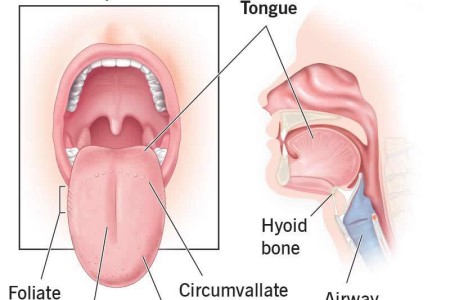 Tongue