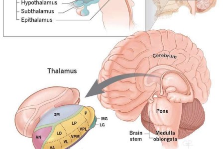 Thalamus