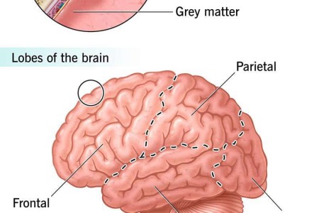 Brain