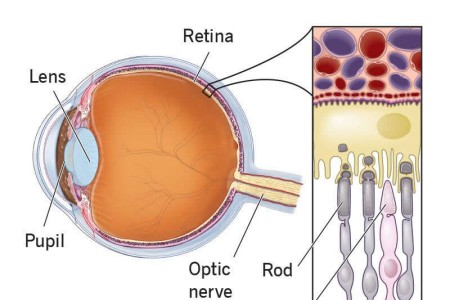 Retina