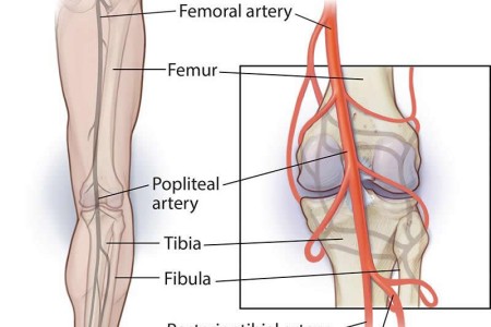 Popliteal Artery