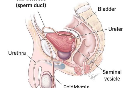 Vas Deferens