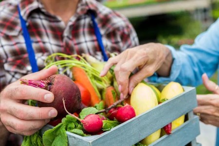 Plant Paradox Diet: Does It Work for Weight Loss?