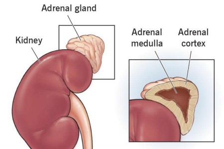 Adrenal Medulla