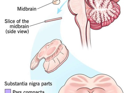 Substantia Nigra (SN)