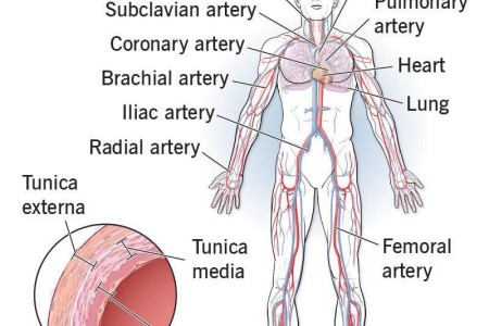 Arteries