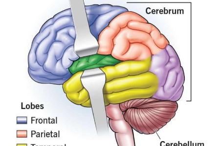Cerebrum