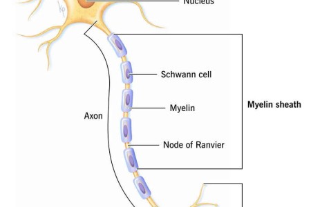 Myelin Sheath