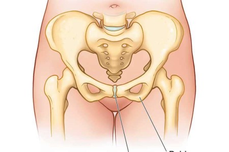 Pubic Symphysis