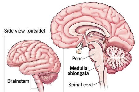 Medulla Oblongata