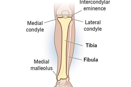 Tibia