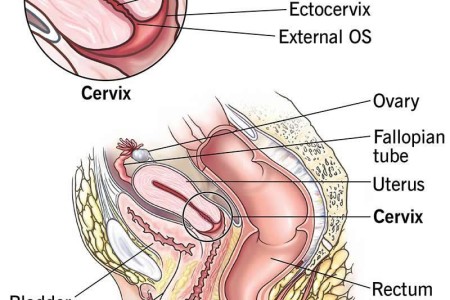 Cervix