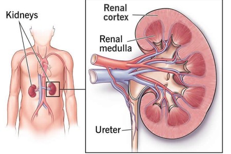 Renal Cortex