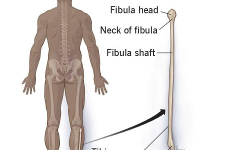 Fibula (Calf Bone)