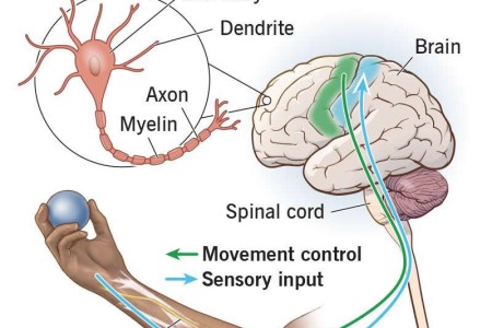 Somatic Nervous System