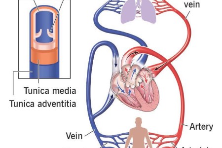 Veins